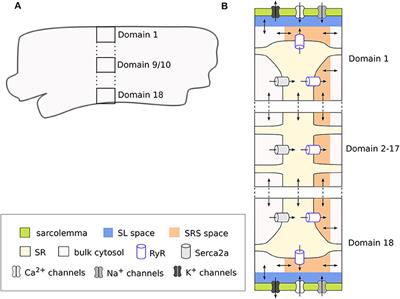 A Novel Computational Model of the Rabbit Atrial Cardiomyocyte With Spatial Calcium Dynamics